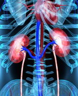 Nivolumab nel cancro renale: il Nice approva il trattamento 