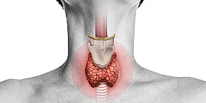 tiroide