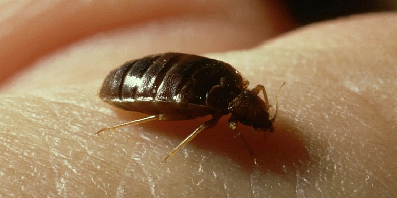 cimice dei letti