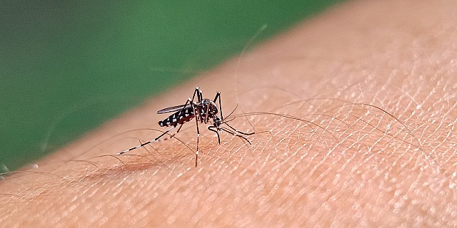 zanzara (2)