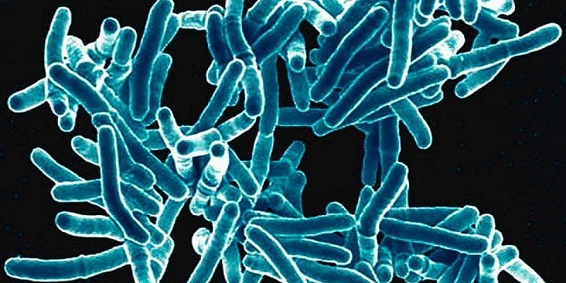 tubercolosi batteri
