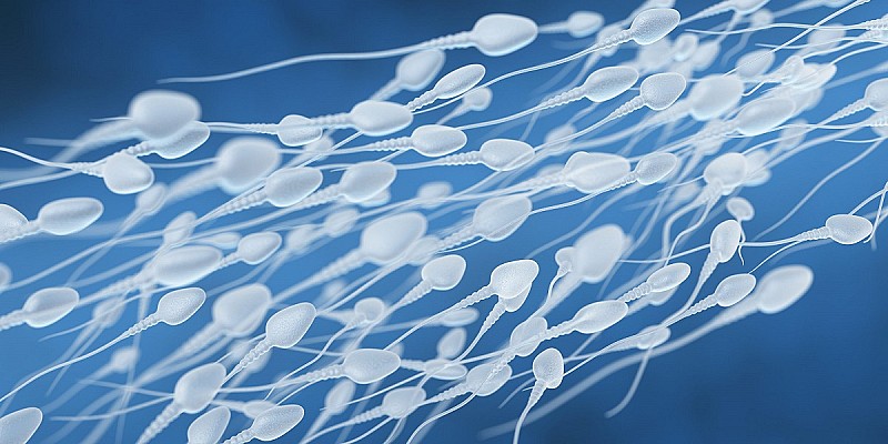 spermatozoi