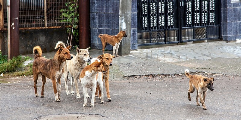 cani randagi