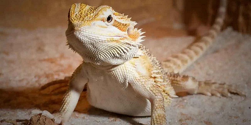 Design4Pet_drago-barbuto-copia