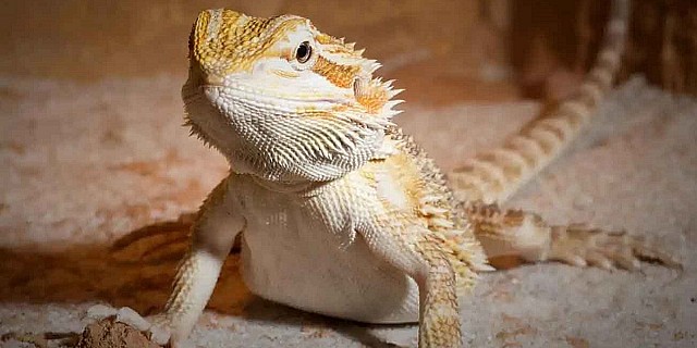 Design4Pet_drago-barbuto-copia