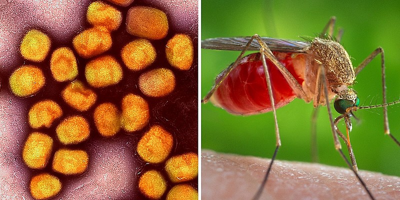 virus-oropouche-e-moscerino-culicoides