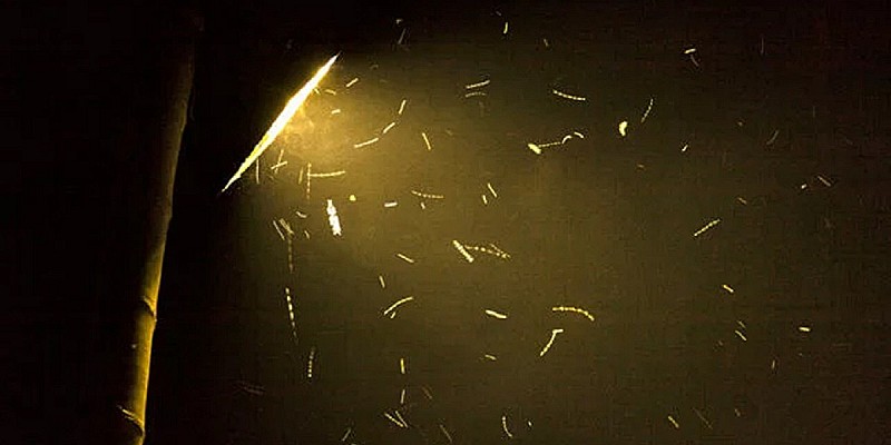 mosquito