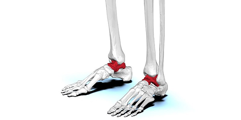 Talus bone
