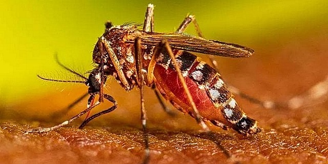 zanzara dengue