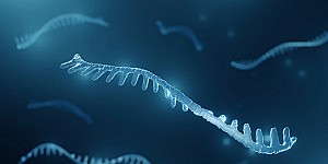 microrna