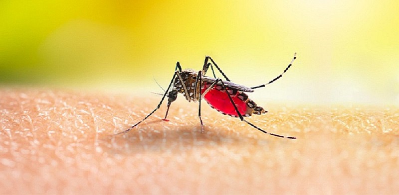 20230927161117denguezanzara