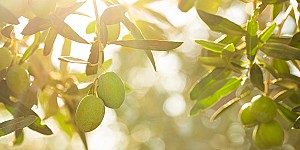 olio d'oliva omphacion