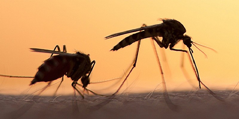 malattie-vettori-tropicali