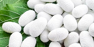 6_05 fibroina