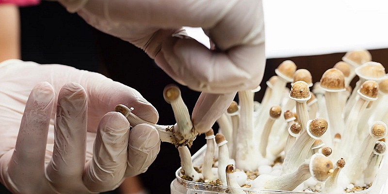 Ricerca funghi psilocibina