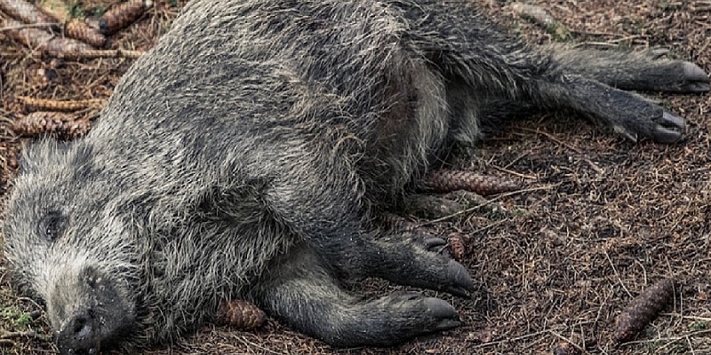 pestesuinaterzaordinanzastrategia