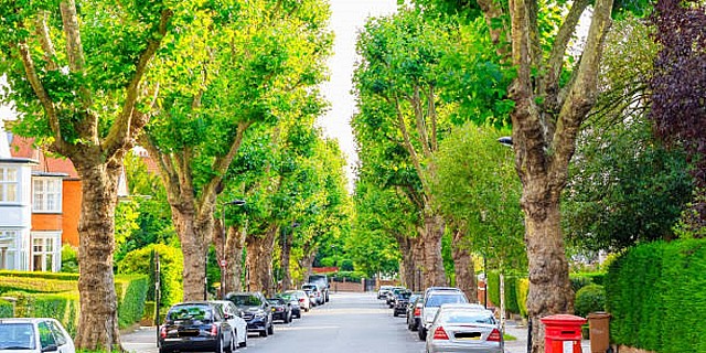 alberi