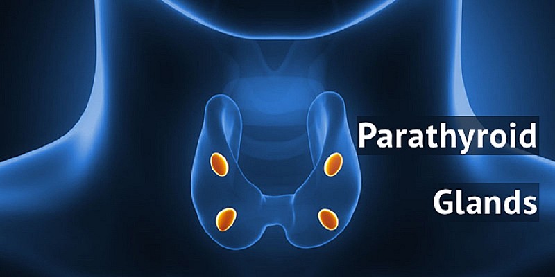 parathyroid-glands