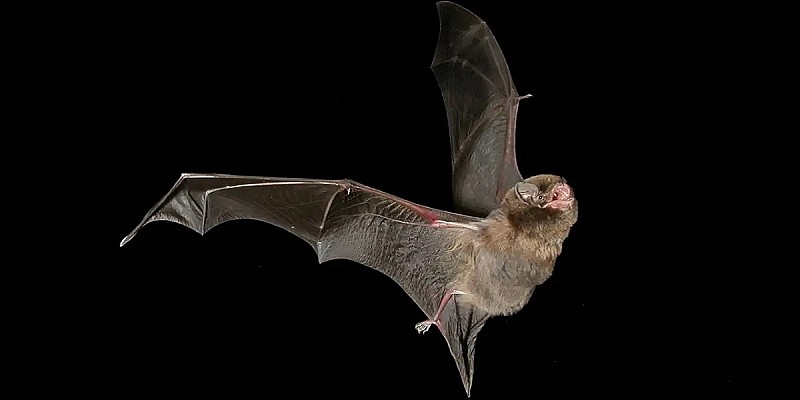 southern-bentwing-bat