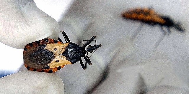 gettyimages-52965293-2048x2048