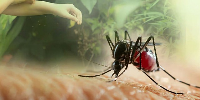 zanzara tropicale febbre gialla