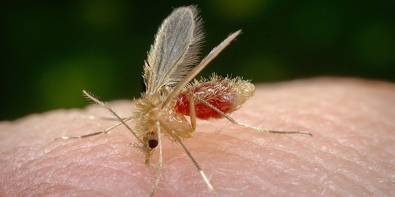 Phlebotomus_pappatasi_bloodmeal_begin