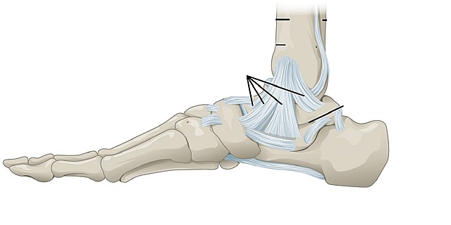 919_Ankle_Feet_Joints
